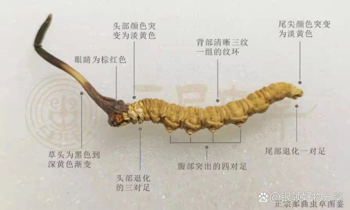 前列安通胶囊副作用网 - 网站提供前列安通胶囊副作用大吗小常识、前列舒乐胶囊的功效和作用